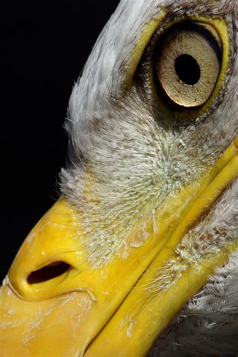 Bald Eagle Face close up by cycoze on DeviantArt