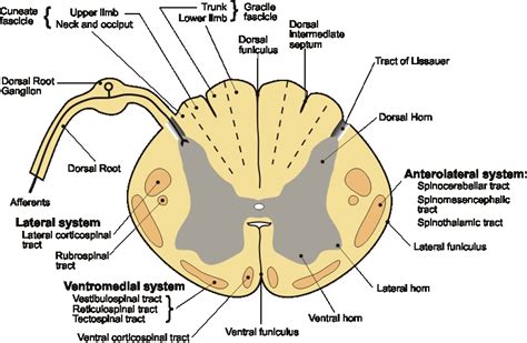 longest cell in human body - Homework Help - Science Forums