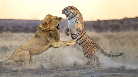 Lion Fight With Tiger