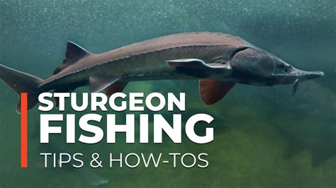 Sturgeon Fishing Tips & How-To's