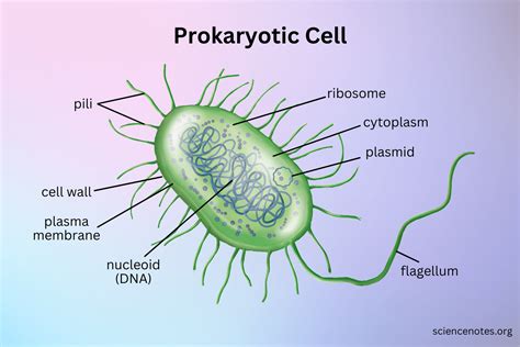 Prokaryotic Cell Diagram and Facts