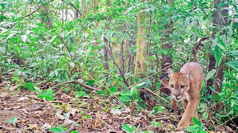 Surveillance – Panama Wildlife