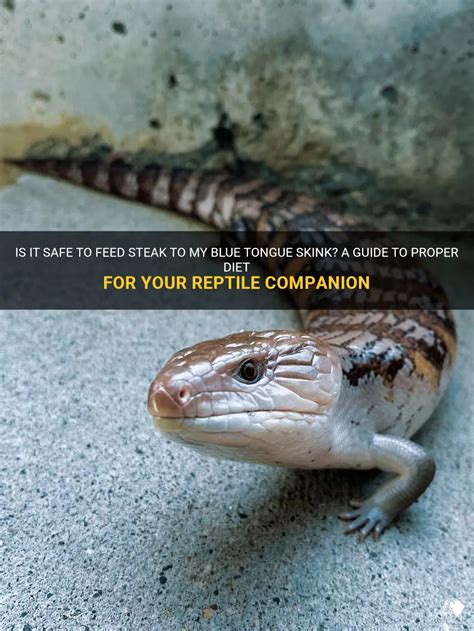 Is It Safe To Feed Steak To My Blue Tongue Skink? A Guide To Proper ...