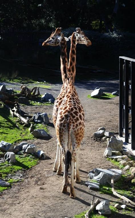 the bizarre two-headed giraffe... :P | Animal photo, Wildlife, Animals