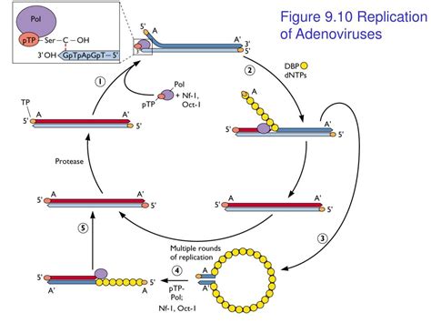 PPT - DNA Virus Replication Chapter 9 PowerPoint Presentation, free ...