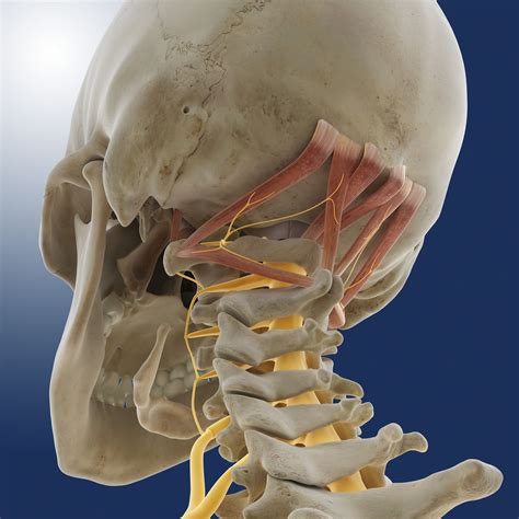 Occipital Bone: Anatomy, Function, and Treatment