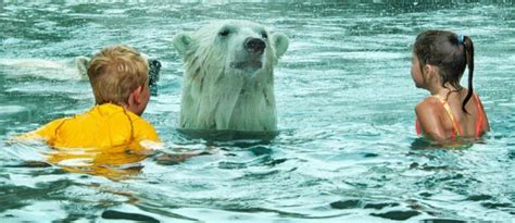 Kids Swimming with Polar Bears