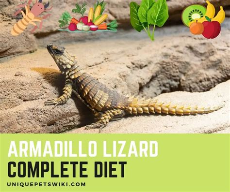 Armadillo Lizard Diet: Complete A-Z Food List For Armadillo lizard