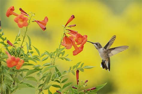 6 Flowers That Attract Hummingbirds to Your Garden | Southern Living