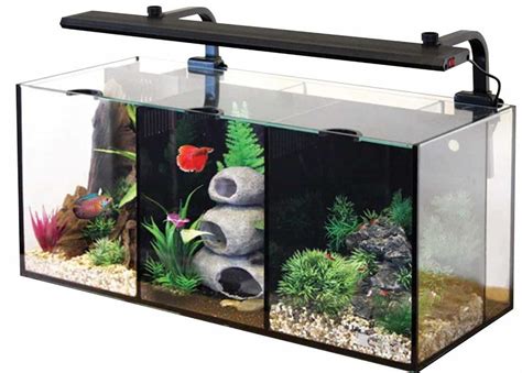 Betta Fish Tank Setup Guide: Get The Right Aquarium For Your Bettas