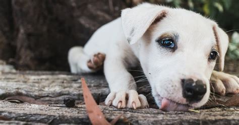 Here are 8 fun and easy ways to turn your dog's paw prints into ...