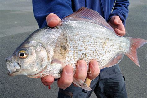 Light Tackle Surf Perch