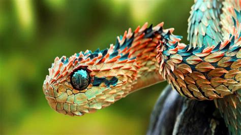 Hasil gambar untuk the bush viper | Weird animals, Cute reptiles ...