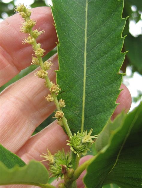 Sweet Chestnut - Tree Guide UK Sweet Chestnut tree identification