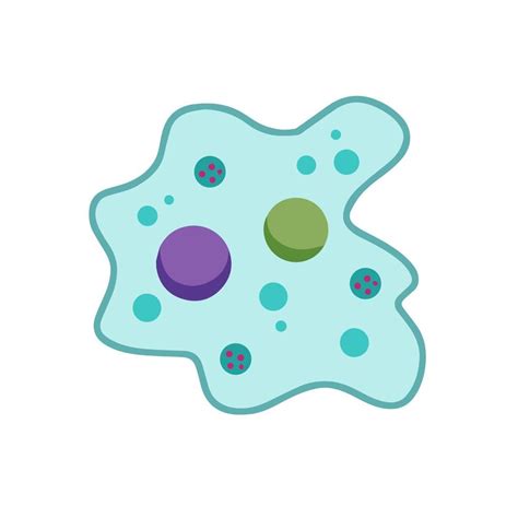 Amoeba cell. Small unicellular animal. Virus and bacteria. Education ...