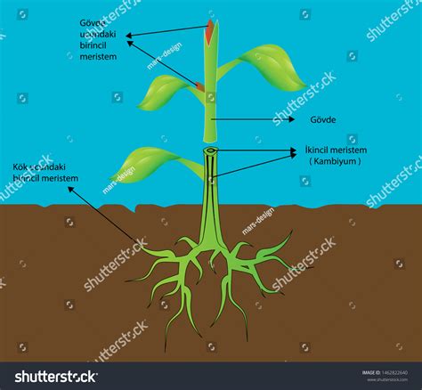 Functions Plant Stem Stock Photos - 424 Images | Shutterstock