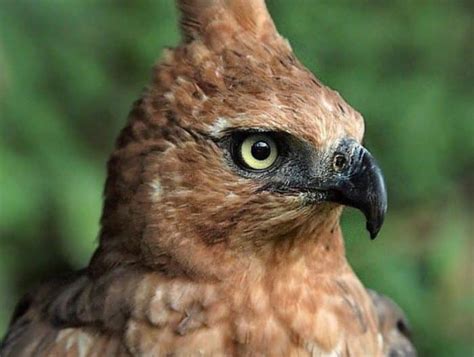 BURUNG GARUDA : Sejarah, Makna, Fakta Unik (Lengkap)