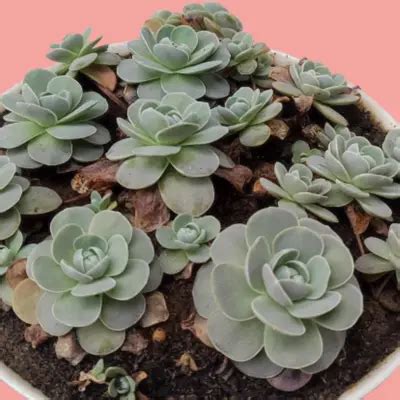 Beautiful-succulents - SUCCULENTdotCARE