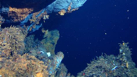 Deep-Sea Mining on Hydrothermal Vents Threatens Biodiversity | The Pew ...