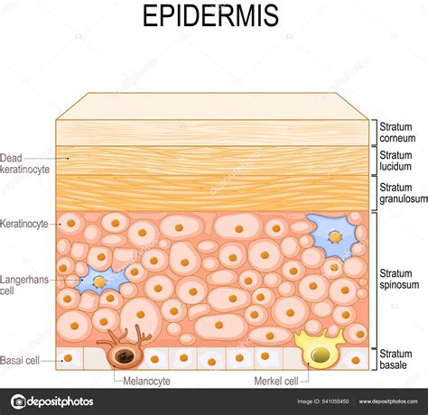 Layers Epidermis Epithelial Cells Keratinocytes Melanocyte Langerhans ...