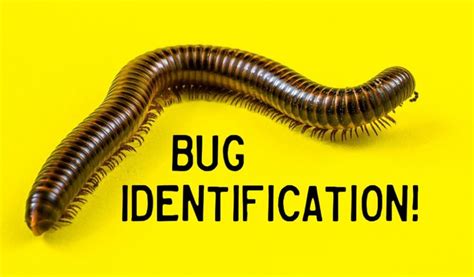 Bug Identification Guide to Common Insects (With Photos) | Bug ...