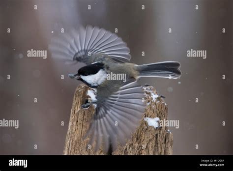 black capped chickadee in winter Stock Photo - Alamy