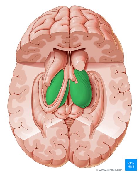 Thalamus - Anatomy, Nuclei, Function | Kenhub