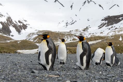 Premium Photo | King penguins on south georgia island