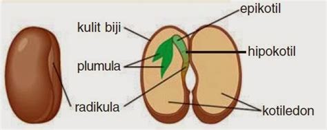 Struktur Biji Monokotil Dan Dikotil – bintangutama69.github.io