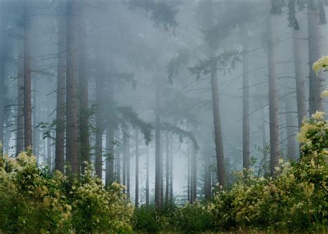 Foggy Forest Backgrounds Free Download