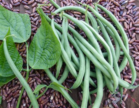 Maxibel Filet Bush Snap Bean, 14 g : Southern Exposure Seed Exchange ...