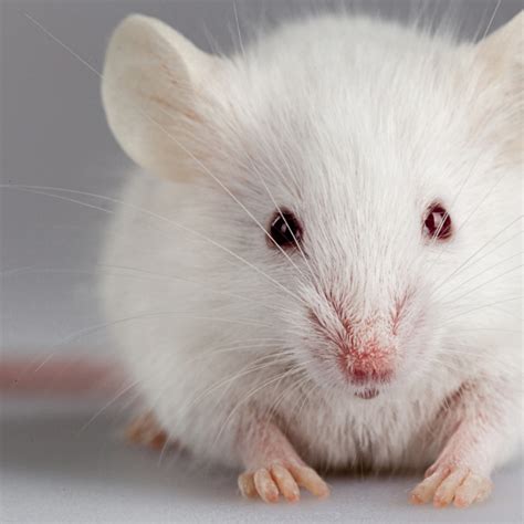 11 Facts About Animal Testing | DoSomething.org