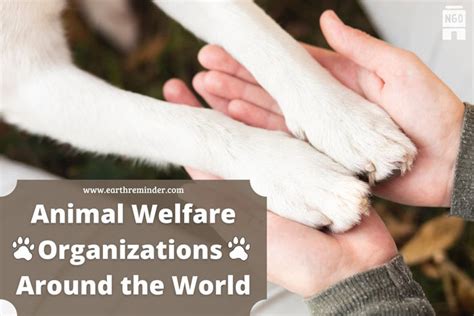 Animal Welfare Organizations Around the World | Earth Reminder