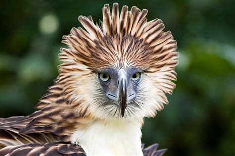 The Critically Endangered Philippine Eagle Pithecophaga jefferyi ...