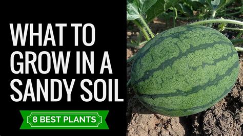 Sandy soil plants and veggies | 8 plants that are suitable to grow in ...