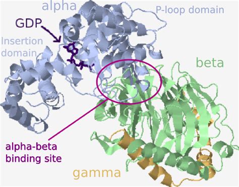 Gtp-Binding Protein Alpha Subunits