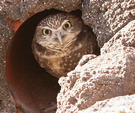 Burrowing Owl Facts