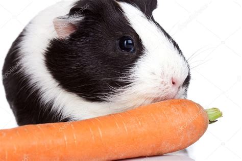 Guinea pig eating a carrot Stock Photo by ©feedough 7318189