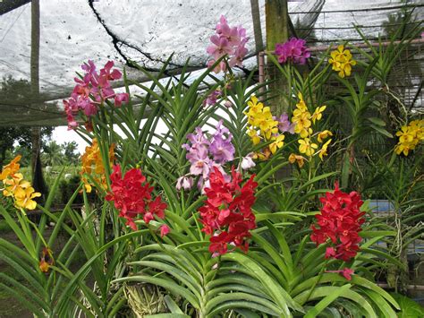 Philippine Orchid Farm | Orchids, Beautiful orchids, Flowers for sale