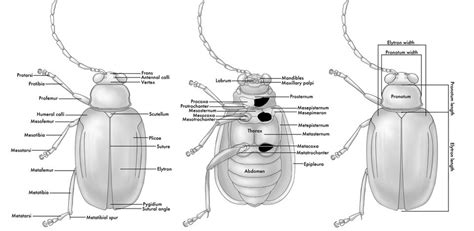 Anatomy images, Glossary, Beetle