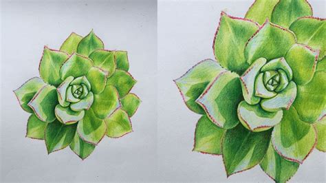 Succulents Drawing