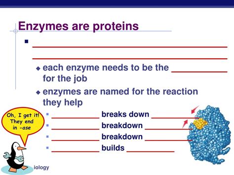 PPT - Enzymes: “Helper” Protein molecules PowerPoint Presentation, free ...