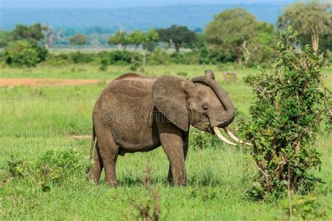 Wild African Elephants Eating Leaves Stock Image - Image of nature ...