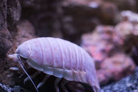 Giant Isopod - The Living Planet Aquarium