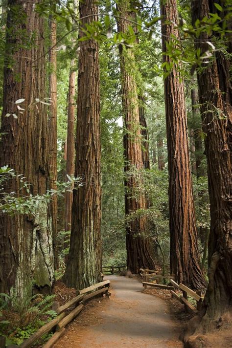 Giant redwood trees in Muir Woods, California. A path stretches through ...