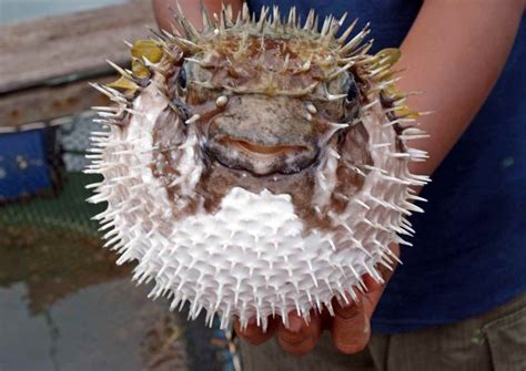 Japanese Poisonous Fugu Fish Recipe | Travel Food Atlas