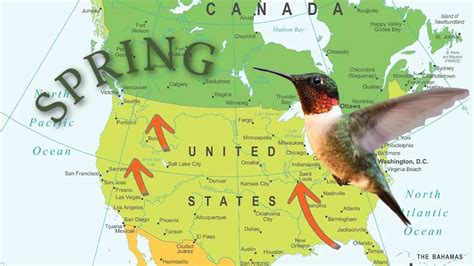 Hummingbird Migration Map 2023 – Hummingbird World