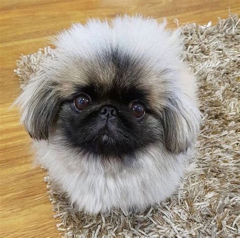 Pekingese Puppies, Baby Puppies, Baby Dogs, Cute Puppies, Dogs And ...