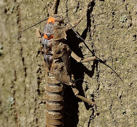 Maryland Biodiversity - View Thumbnails - Category: Stoneflies