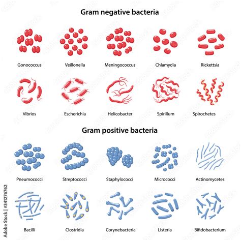 Cocci And Bacilli